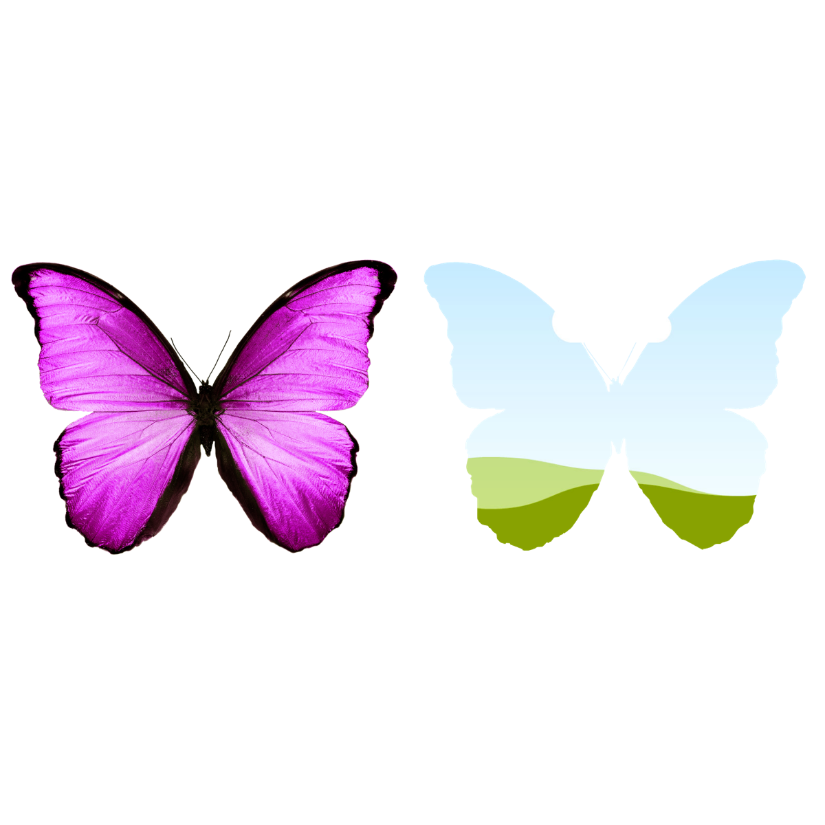 A purple butterfly beside a butterfly-shaped Canva frame filled with a landscape
